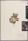 Foto von Salix caprea L. x Salix starkeana Willd.